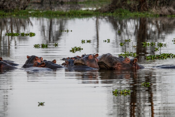 hippos in the river and on the shore as a large family with offspring 