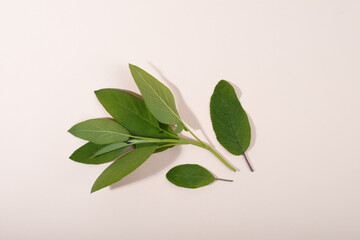 Fresh sage leaves isolated on light background.