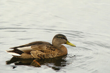 duck on the water (утка на воде)