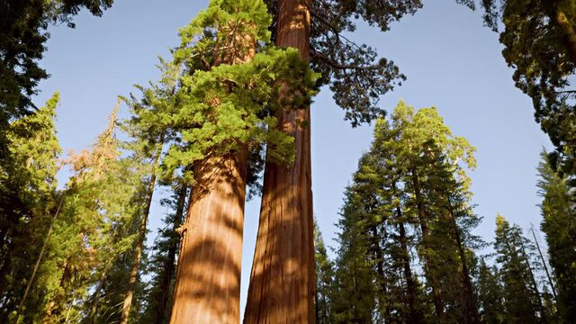 Incredible Giant Sequoia trees, some of the oldest and largest trees on earth. Kings Canyon National Park