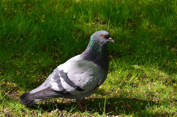 pigeon on grass (голубь на траве)