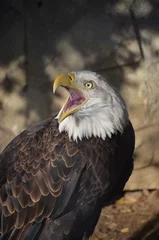 Foto op Plexiglas american bald eagle (орел) © Ольга Шестухина