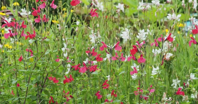 Salvia microphylla 'grahamii' | Johannisbeer-Salbei oder Kleinblaettriger Salbei mit hellrosa bis dunkelrosa Quirlen Blumen am Ende der Zweige