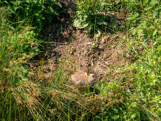Naklejka na ściany i meble Wild brown bunny rabbit. Braunton Burrows, Devon, UK.