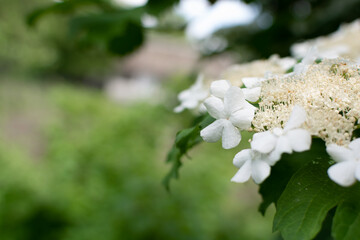 White flowers of red viburnum.