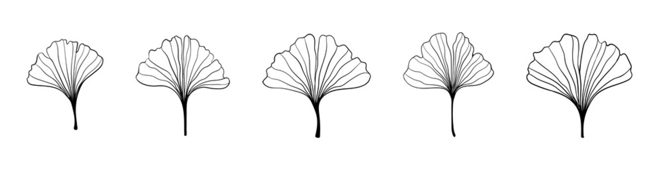 Ginkgo biloba black outline in sketch style. Isolated on white background. Sketch illustration. Abstract art nature . Vector hand drawing Line art