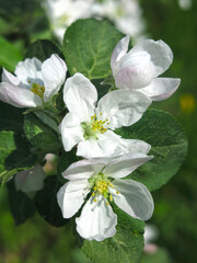 luxurious white apple tree flowers are close in spring in the garden