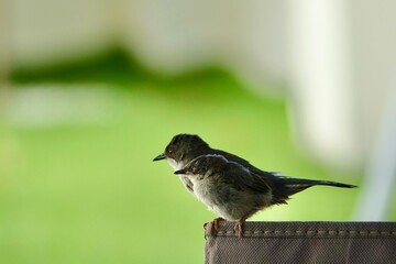 Female Black-headed Warbler (Sylvia melanocephala) feeding her chick on the trunk of a tree next to...