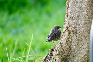 Adorable Black-headed Warbler (Sylvia melanocephala) chick on a log on the grass