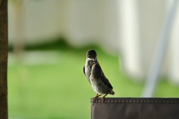 Female Black-headed Warbler (Sylvia melanocephala) feeding her chick on the trunk of a tree next to the grass