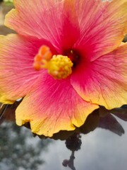 red and yellow flower