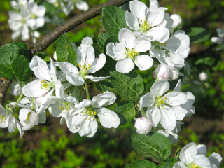 luxurious white apple tree flowers are close in spring in the garden