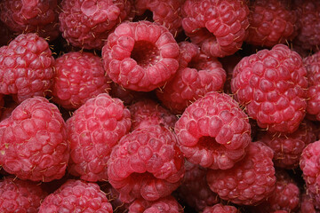 Ripe raspberry background, close up. Selective focus