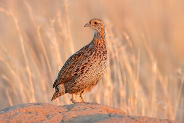 A grey-winged francolin (Scleroptila afra) in natural habitat, South Africa.