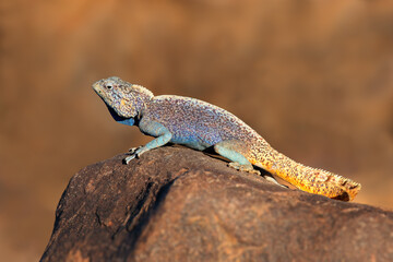Male southern rock agama (Agama atra) in bright breeding colors, Namibia.