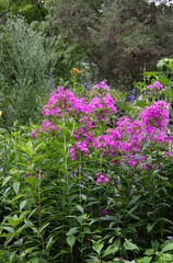 Pink Phlox Flower Garden