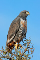 A jackal buzzard (Buteo rufofuscus) perched on a tree, South Africa.