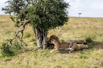 lions in the shade of trees rest after a successful night hunt 