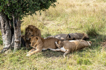 lions in the shade of trees rest after a successful night hunt 