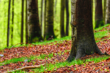 Spring forest