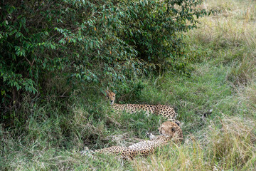 cheetahs resting in the shade of trees after a successful night hunt 