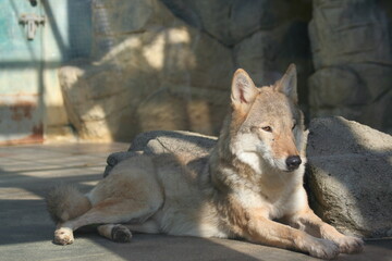 犬のようなかわいい狼
