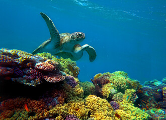 Fototapeta na wymiar turtle swims underwater in coral