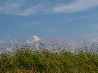 Grass, blowing in the wind, blue sky and clouds behind. Nature background.