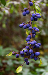 Sloe berries from the blackthorn bush in the Autumn