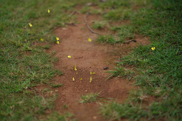 Yellow Butterflies on the grass