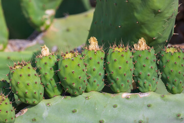 Indian prickly pear fruits. Family of cactus