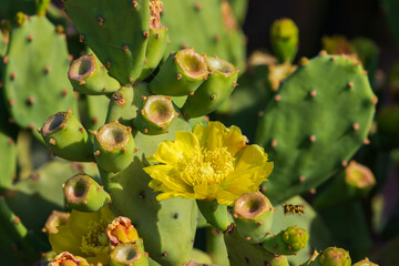 Indian prickly pear fruits. Family of cactus