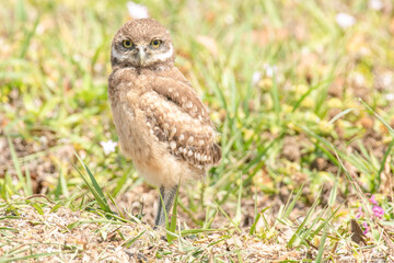 A young burrowing Owl (Athene cunicularia) watching above its nest in the ground.