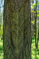 Chainsaw marks when collecting resin on an old pine tree