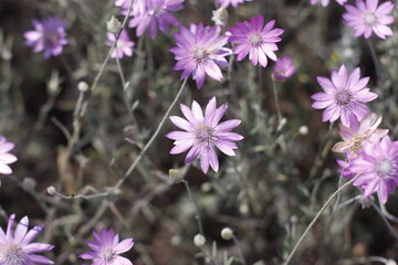 flowers in the garden