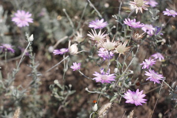 flowers in the garden