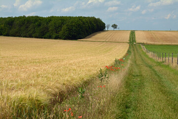 rheinhessische sommerlandschaft
