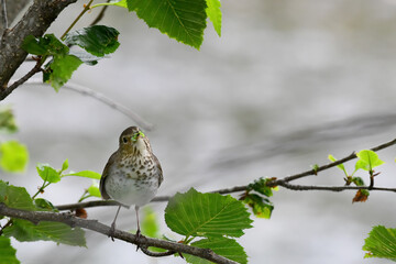 An adult Swainson's Thrush (Catharus ustulatus) gathers worms and insects to feed its babies back at the nest.