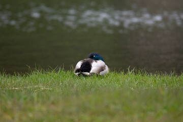 Sleeping male mallard (Anas platyrhynchos) on grass with lake behind - 444456066