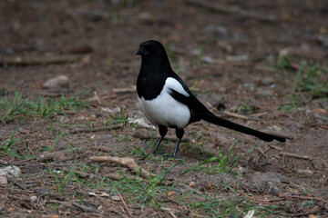 Eurasian magpie (Pica pica) standing on dirt and grass left side looking ahead - 444456076