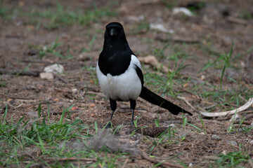 Eurasian magpie (Pica pica) standing on dirt and grass front towards viewer - 444456085