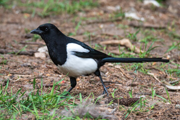Eurasian magpie (Pica pica) walking on dirt and grass looking down - 444456096