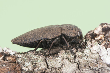 Capnodis tenebricosa headed worm of the peach tree, beetle of black color with grayish spots perched on tree branch on background of homogeneous intense green or yellow color