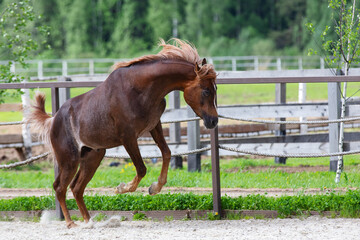Beautiful chestnut horse running and play on green summer background