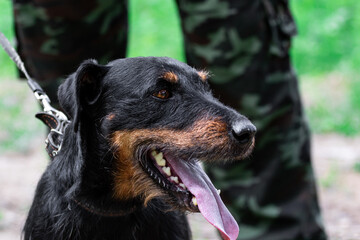 Dog of hunting breed German Jagdterrier outdoors portrait close-up owner hunter on a blurred background. Pet and legs of a man in a military camouflage uniform on the background.