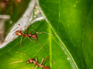 ginger african ants go about their daily activities on a green leaf 