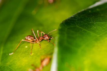 ginger african ants go about their daily activities on a green leaf 