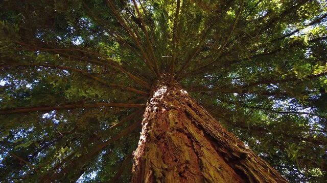 Big sequoia tree. Ground view from a sequoia. Tree rotation. 