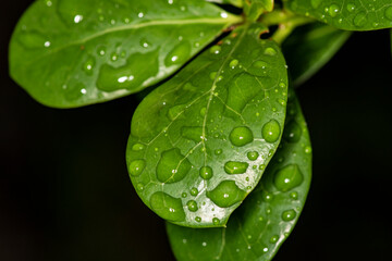 macro shooting of green leaves with raindrops 