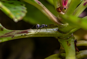 Fototapeta premium macro shooting of African black ants on green foliage 